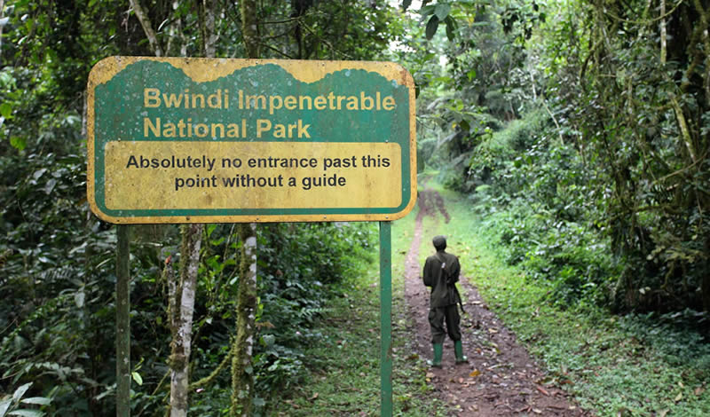 Bwindi Impenetrable Forest, Uganda