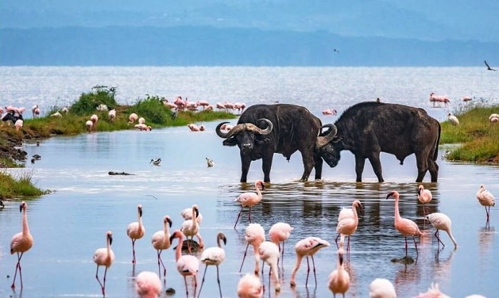 Lake Nakuru, Kenya