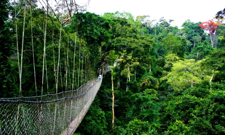 Nyungwe Forest, Nyungwe Forest National Park, Nyungwe Forest Rwanda, activities in Nyungwe Forest, Nyungwe Forest hiking, canopy walk Nyungwe Forest, wildlife in Nyungwe Forest, Nyungwe Forest lodges, best time to visit Nyungwe Forest, Nyungwe Forest chimpanzee trekking, Nyungwe Forest bird watching, guided tours Nyungwe Forest, eco-tourism in Nyungwe Forest, Nyungwe Forest attractions, Nyungwe Forest safari, things to do in Nyungwe Forest, Nyungwe Forest trails, Nyungwe Forest adventure, Nyungwe Forest accommodation, Nyungwe Forest nature reserve.